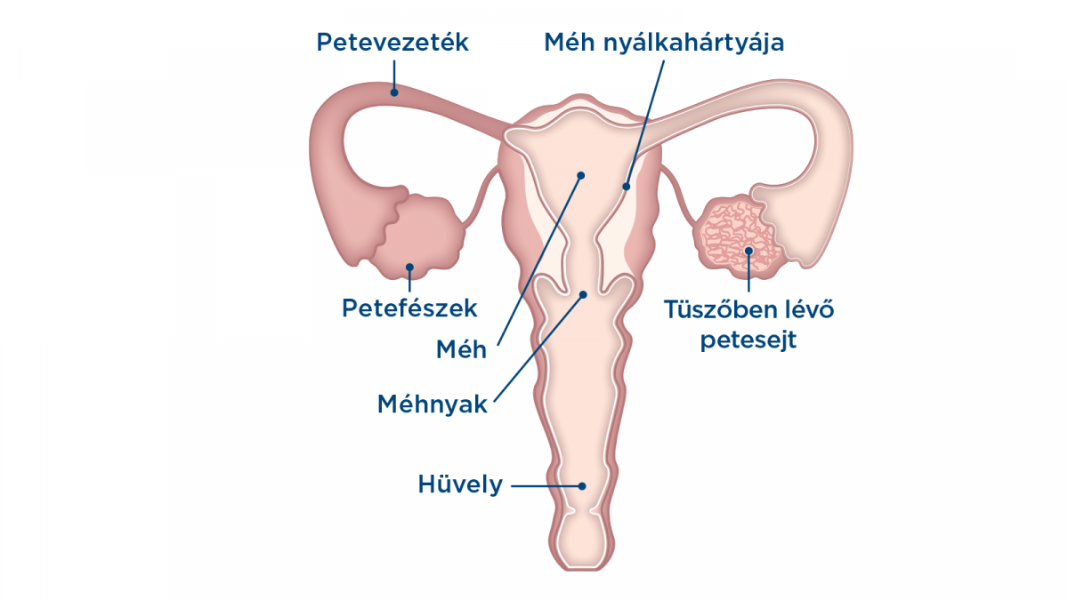 férgek az ovuláció során