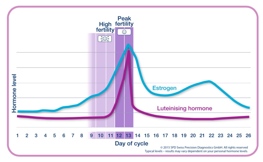 Jellemző hormonszintek a menstruációs ciklus alatt